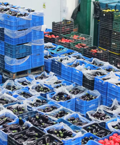 Cómo conseguir trazabilidad completa por lote en frutas y verduras Palets de frutas y verduras etiquetados por lote en almacén refrigerado con control de stock mediante ERP hortofrutícola