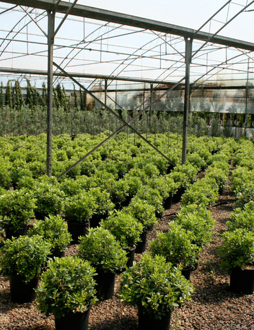 Software ERP para garden y viveros