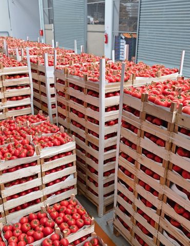 Cómo preparar a una empresa de frutas y verduras para implantar un ERP Agro antes de llamar a un proveedor