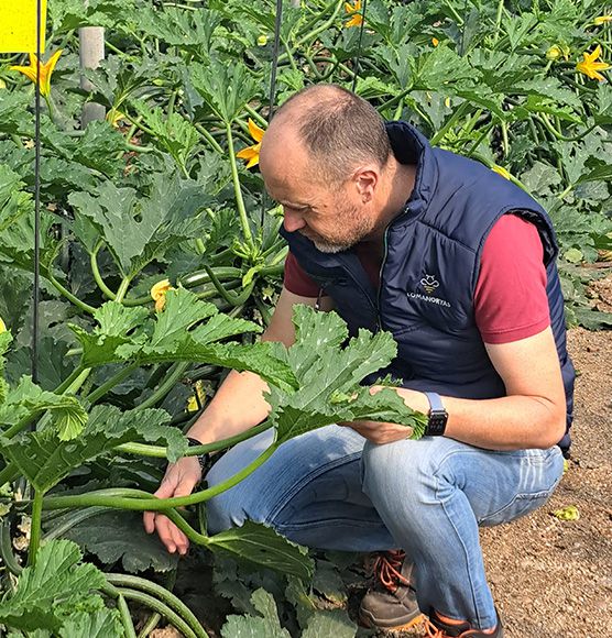 Lomanoryas mejora la gestión de sus hortalizas con NetAgro Lomanoryas mejora la gestión de sus hortalizas con NetAgro