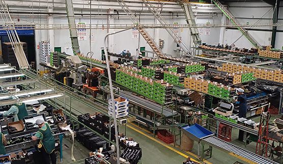 Lomanoryas mejora la gestión de sus hortalizas con NetAgro Lomanoryas mejora la gestión de sus hortalizas con NetAgro